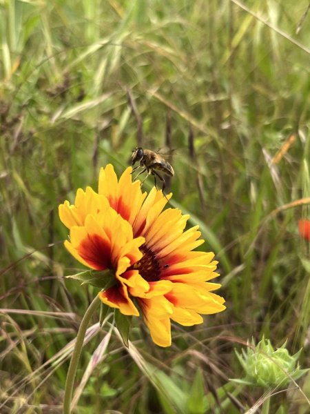 ERISTALE. Les mouches sont les héros méconnus de la pollinisation. Jardin, 5 juin 2024. CLÉOPHÉE HENRY DECORMEILLE